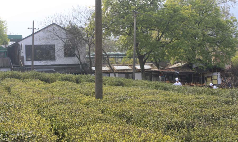 杭州西湖有双绝，所谓西湖龙井虎跑水。